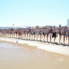 Persone in costume posano in fila sulla spiaggia.