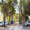 Auto parcheggiate tra alti pini lungo un sentiero sterrato.