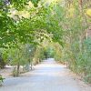 Sentiero alberato nel verde.